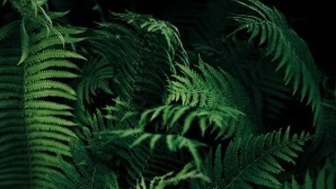 PTAC padomi Jāņu bērniem