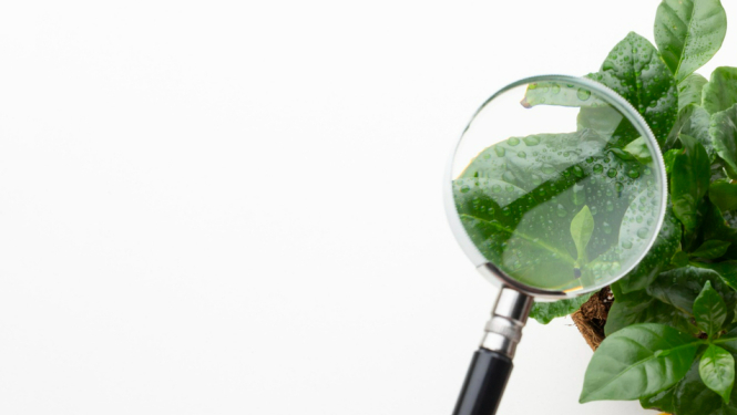 Zaļš augs tiek skatīts zem lupas